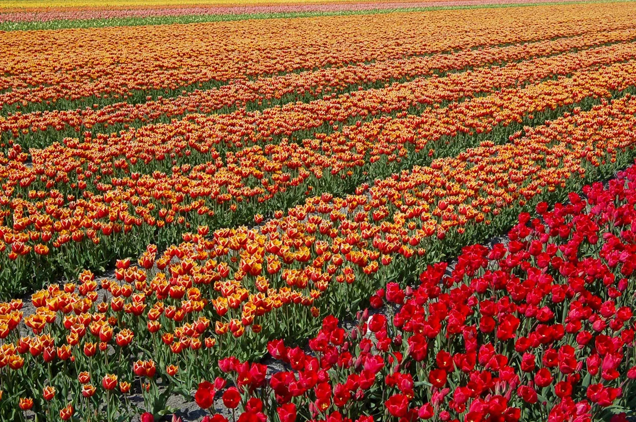 tulip